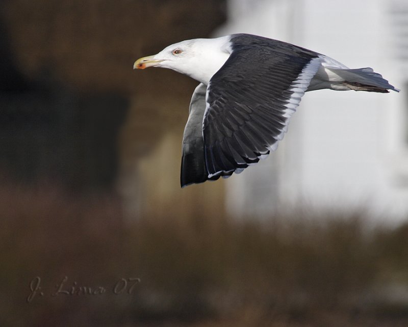 Great Black-backed Gull