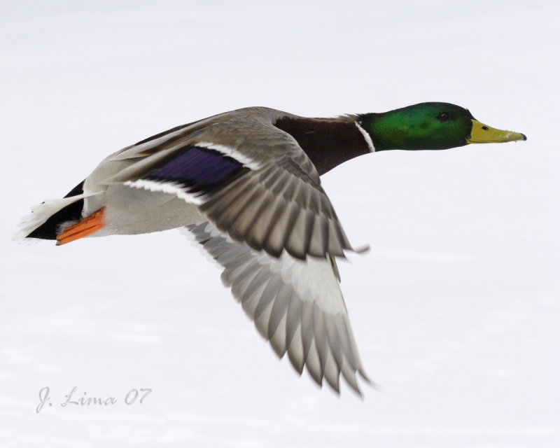 Male Mallard
