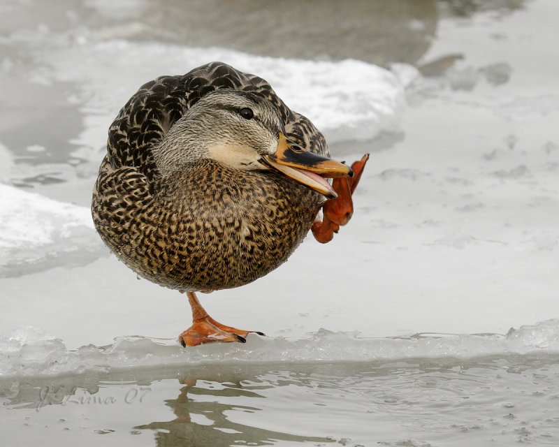 Female Mallard