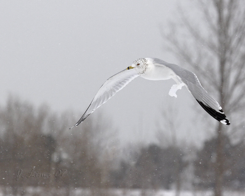 Ring-Billed Gull Icy Feet