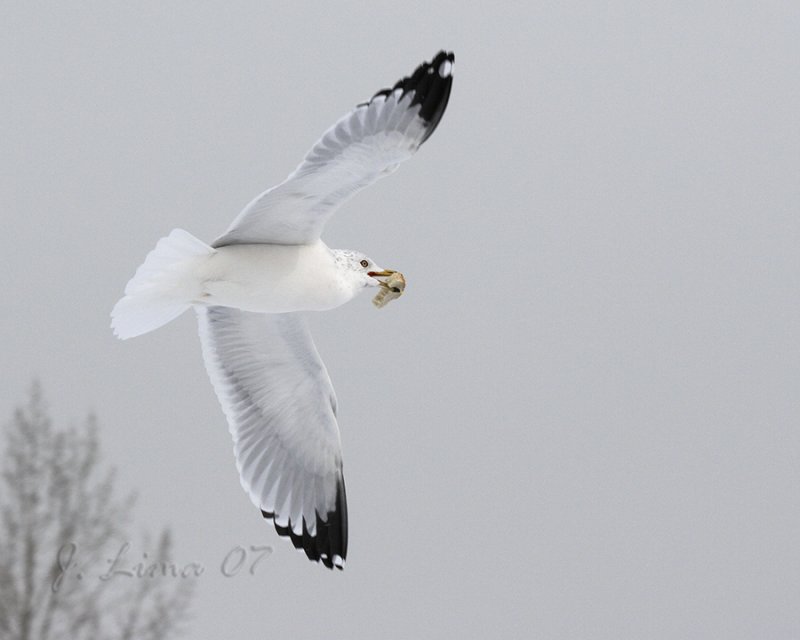 Ring-billed Gull Taking Snack