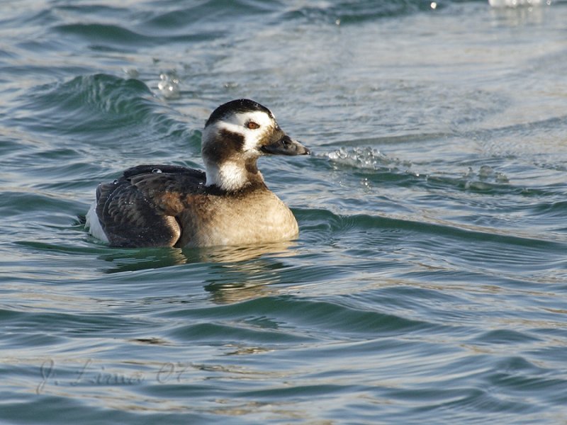 Oldsquaw (Female)