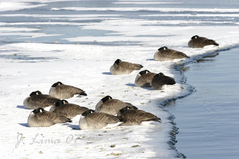 Canada Geese