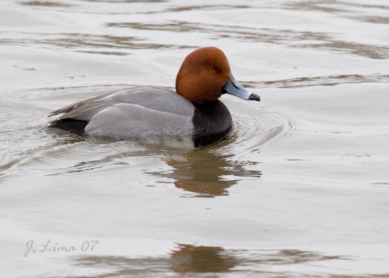 Redhead Duck (Male)