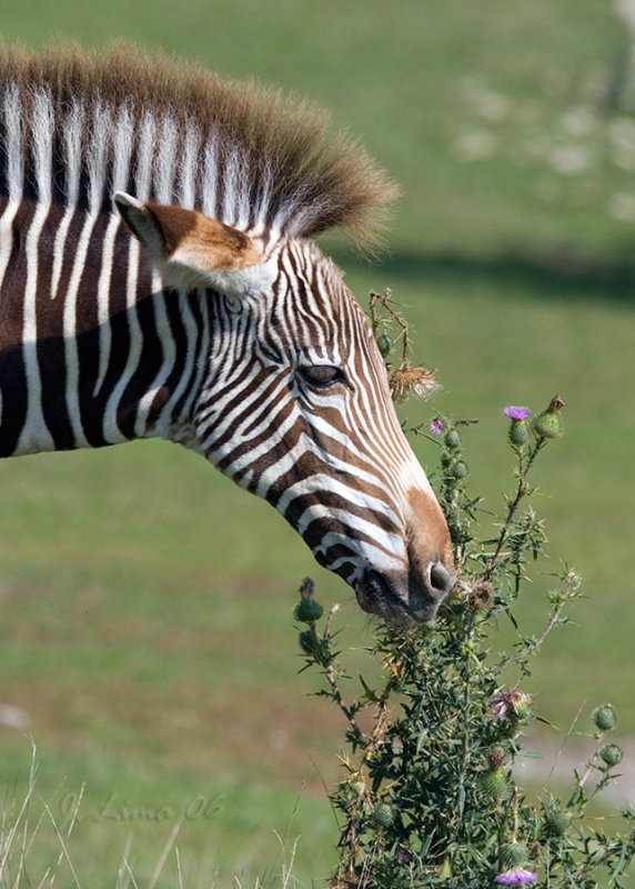 _MG_5070.jpg