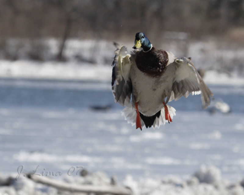 Mallard Landing