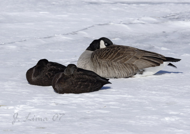 Black Duck and Cnd Goose