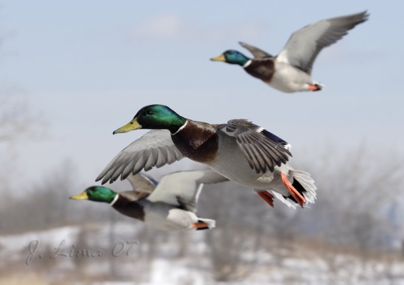 Flying Mallards