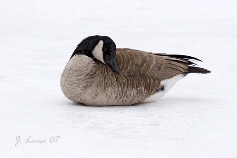 Canada Goose on Ice