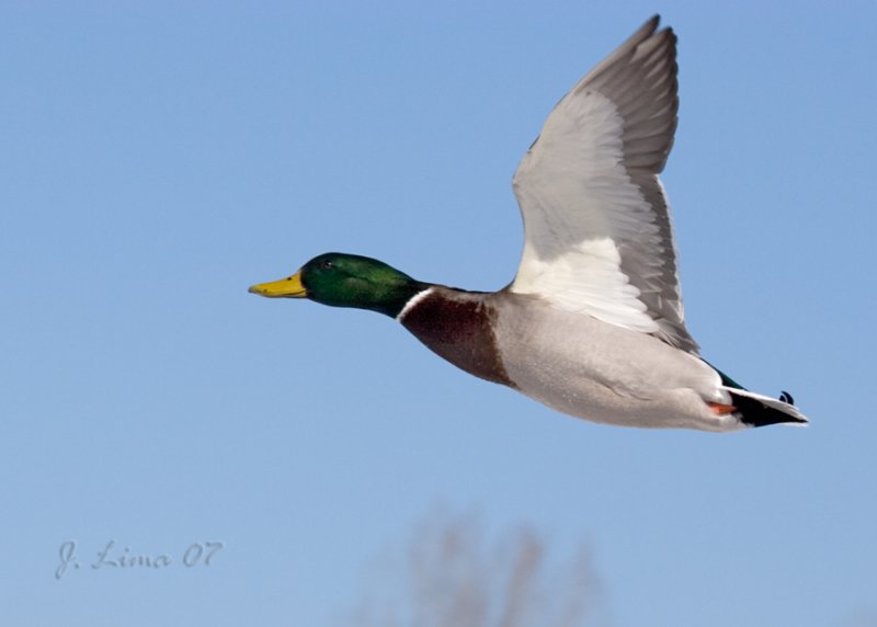 Flying Mallard