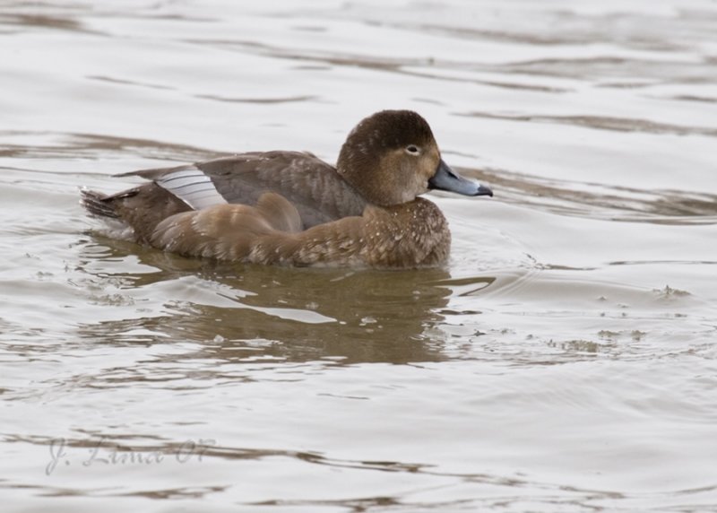 Redhead (Female)