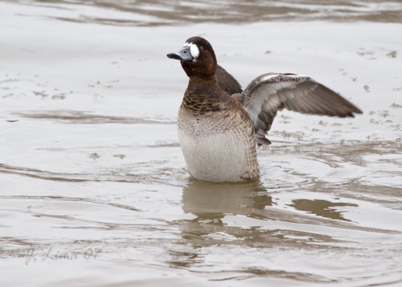 Greater Scaup (Female)