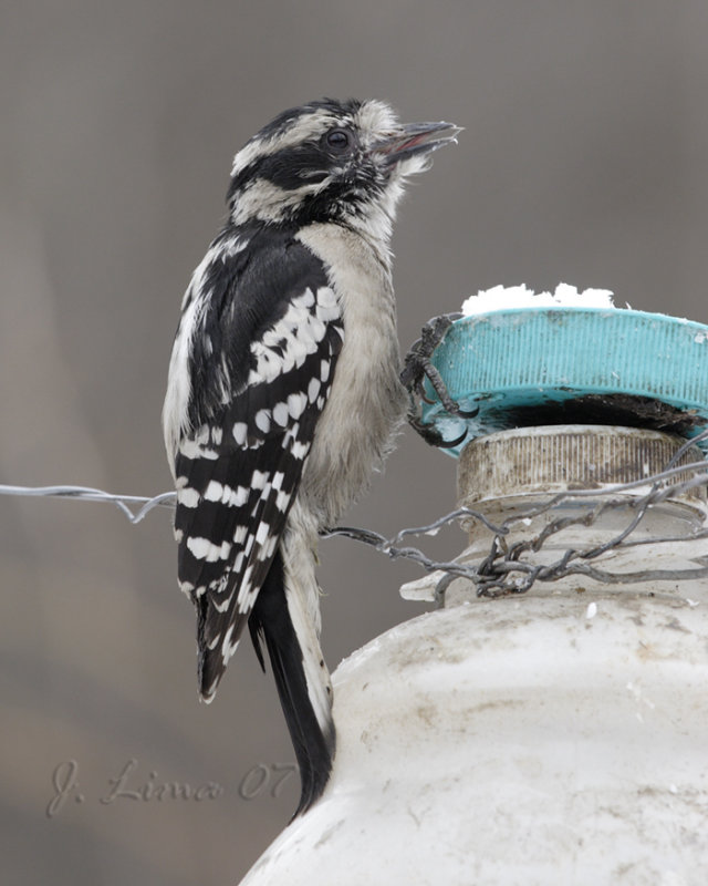 Hairy Woodpecker (Female)