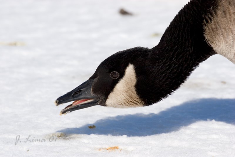 Canada Goose