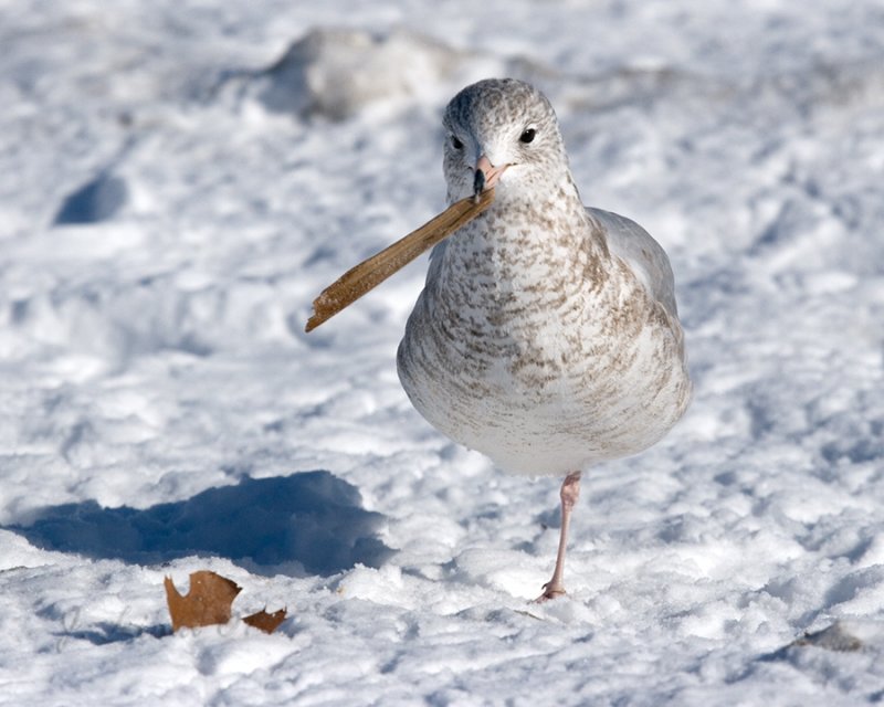 Ring-billed Gull With Stick
