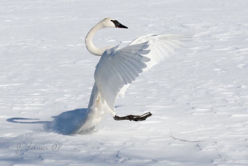 Trumpeter Swan Landing