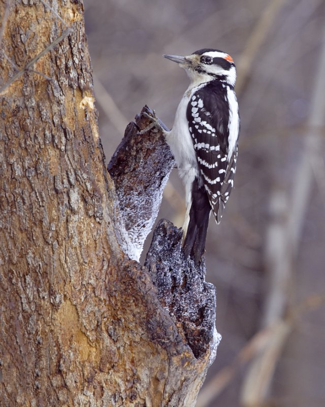 Hairy Woodpecker (Male)