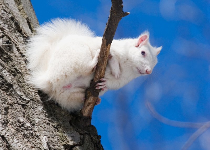 White Squirrel