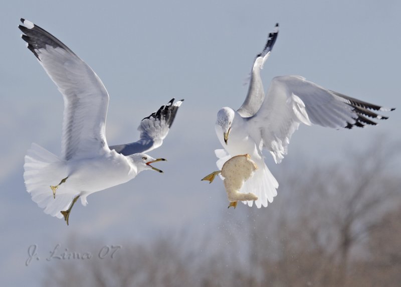 Ring-billed Gull