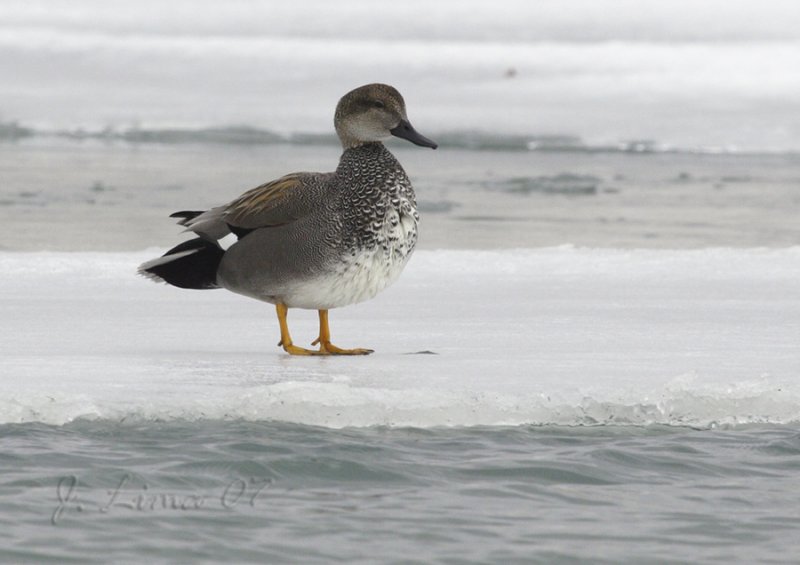 Gadwall 