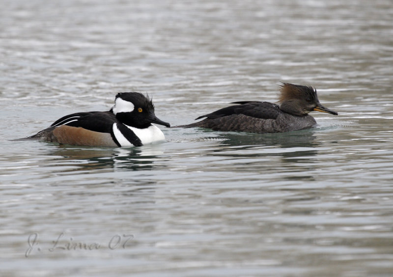 Hooded Merganser Pair