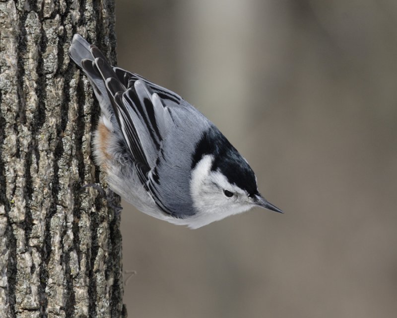 Nut-hatch
