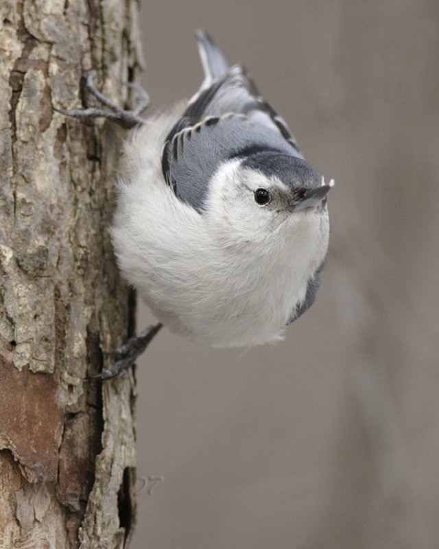 Nut-hatch