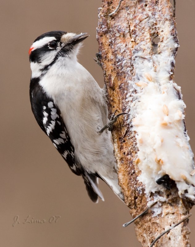 Downy Woodpecker
