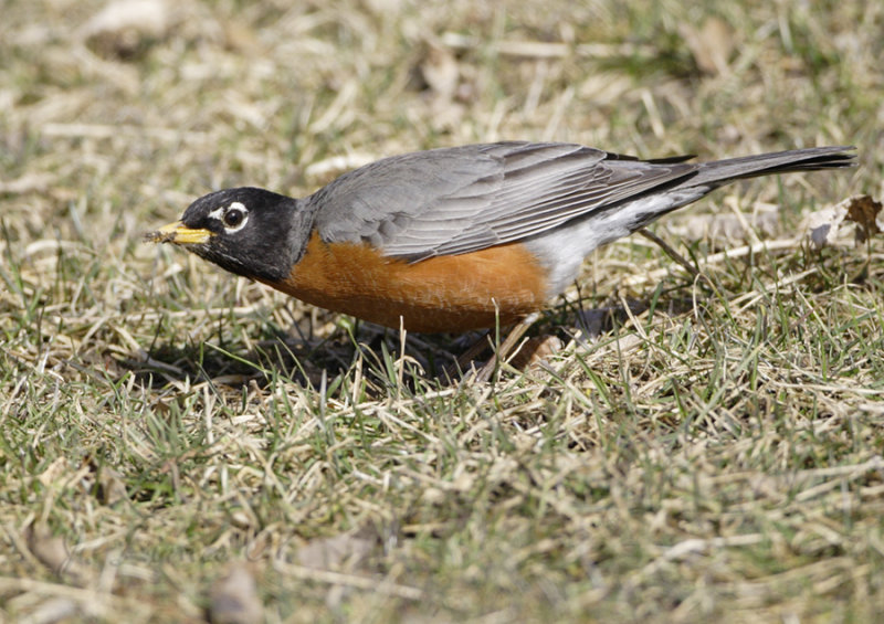 Robin Listening