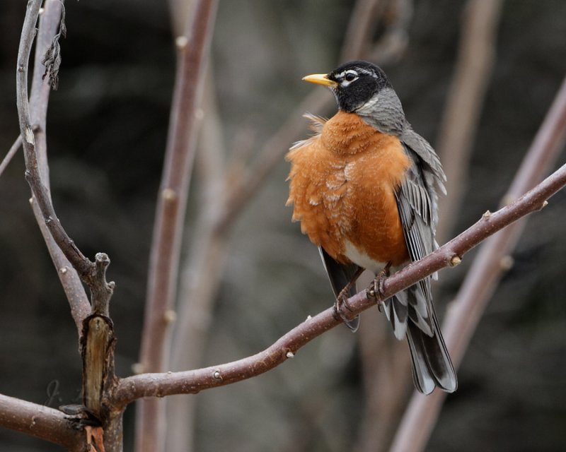Perched Robin