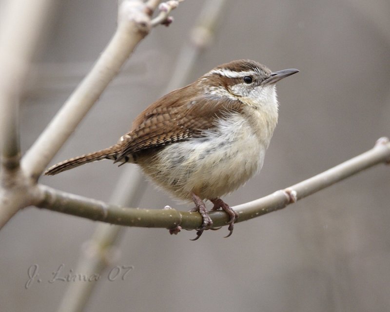 Carolina Wren