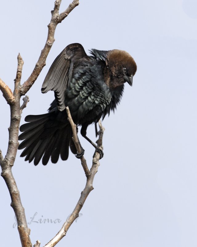Brown-headed Cow Bird