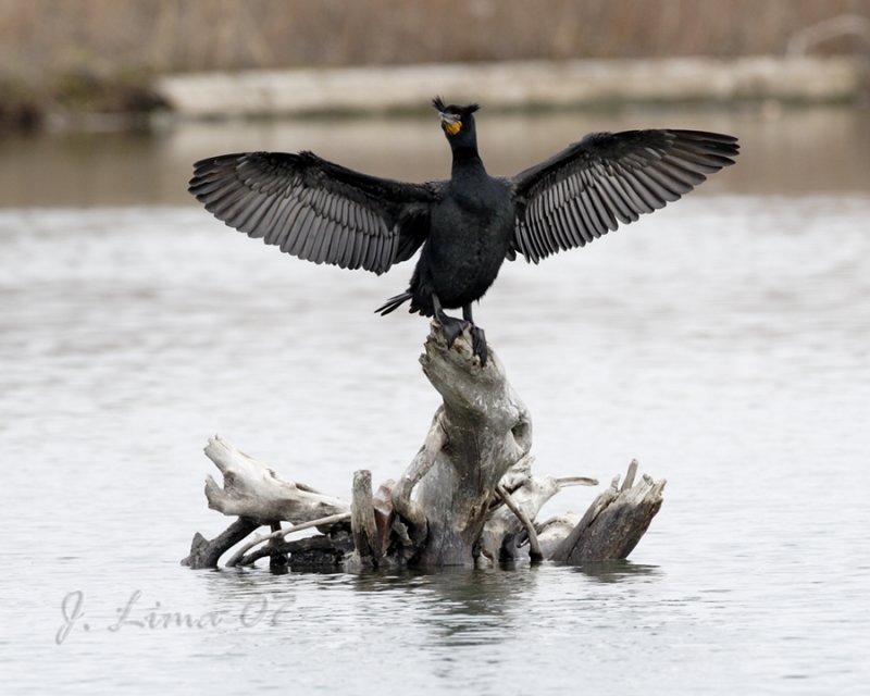 Double-crested Cormorant