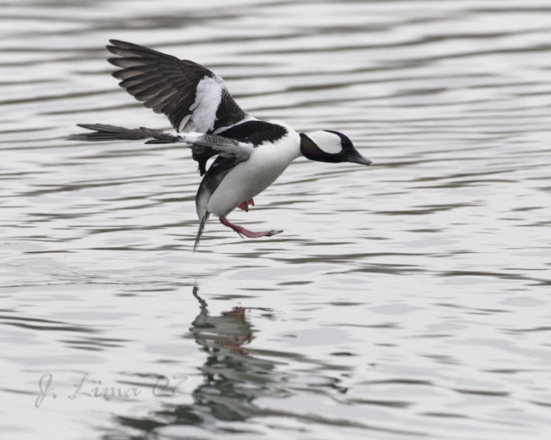Bufflehead (Male)