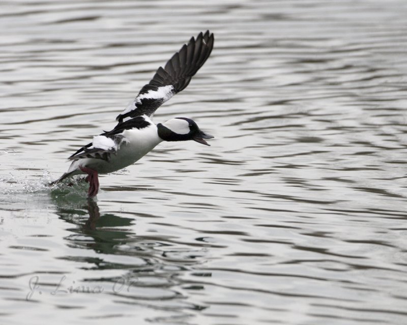 Bufflehead (Male)