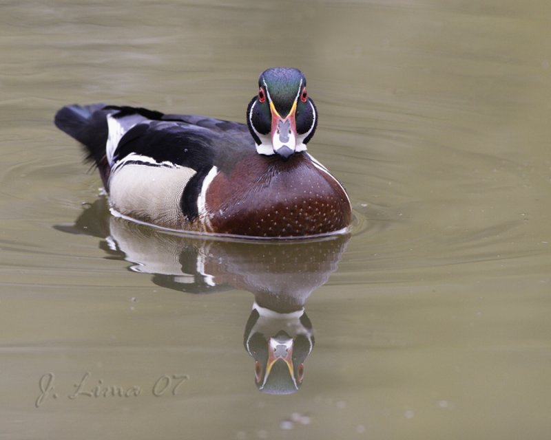 Wood Duck (male)