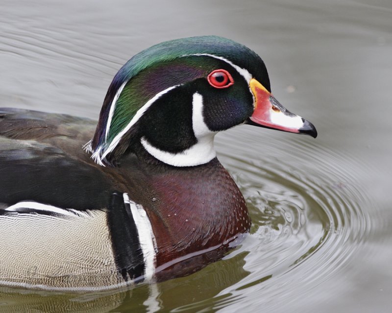 Wood Duck (male)