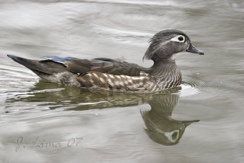 Wood Duck (male)
