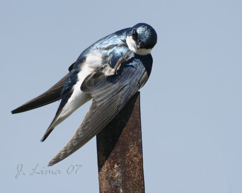 Tree Swallow