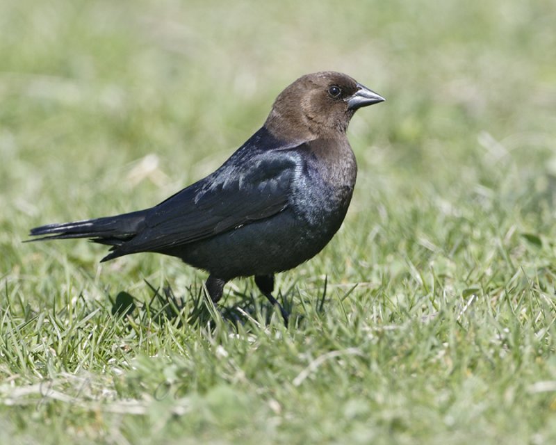 Brown-headed Cow Bird (Male)