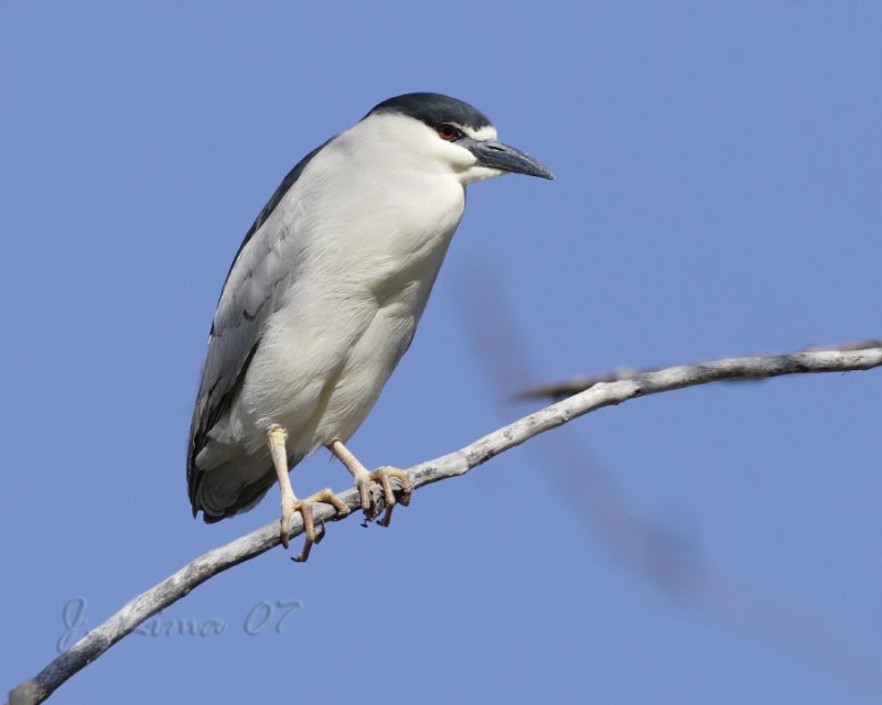 Black-Crowned Night Heron