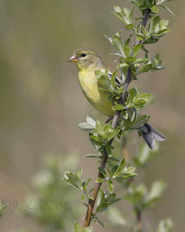 Goldfinch (Female)