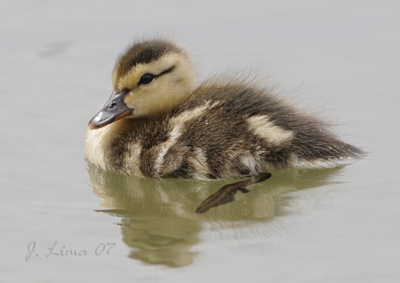 Mallard Duck Chick