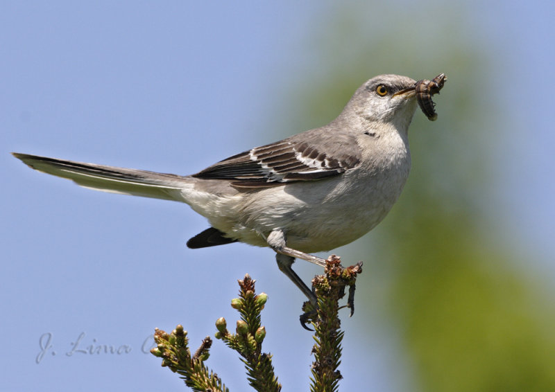Mocking Bird