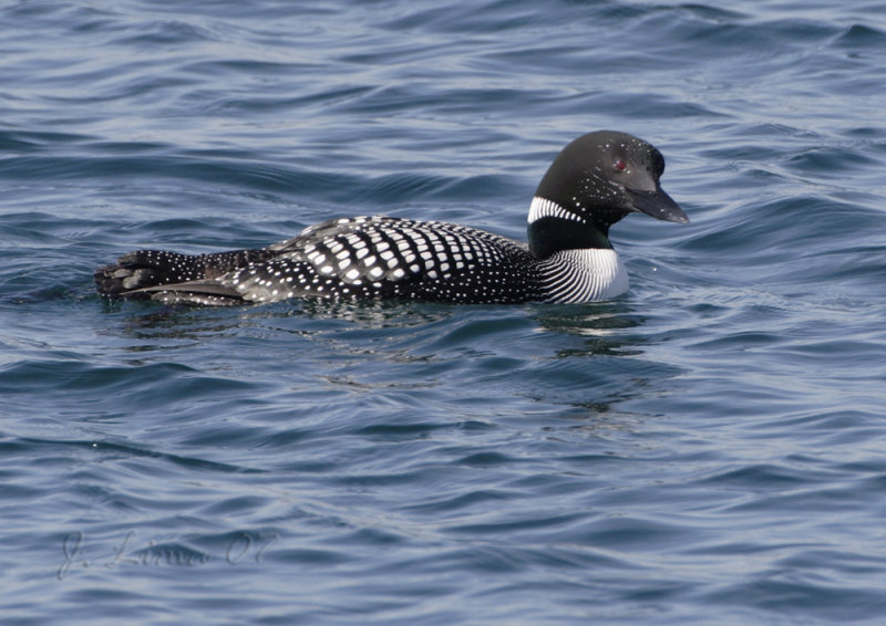 Commom Loon