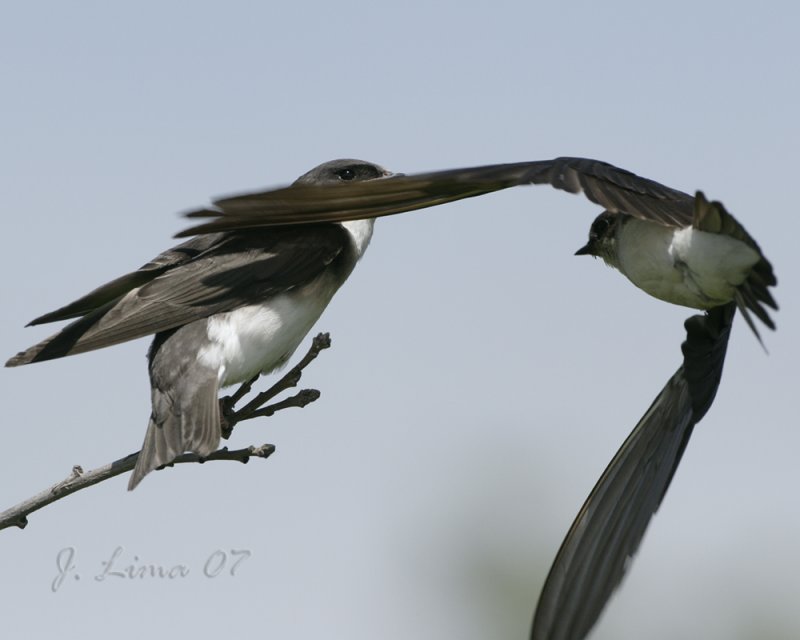 Tree Swallow Fledgling