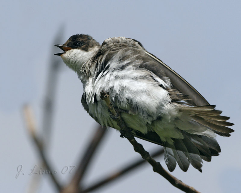 Barn Swallow Fledgling