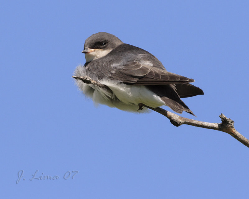 Tree Swallow Fledgling