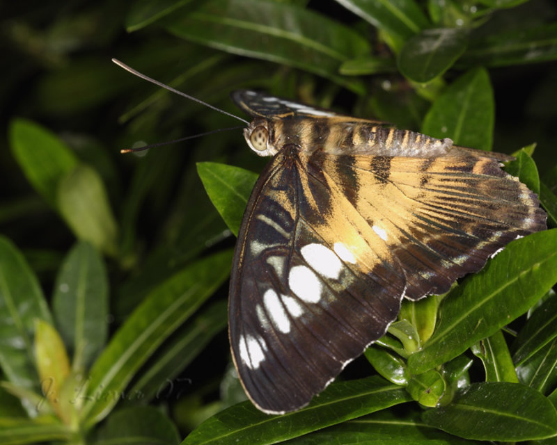 _MG_6443.jpg