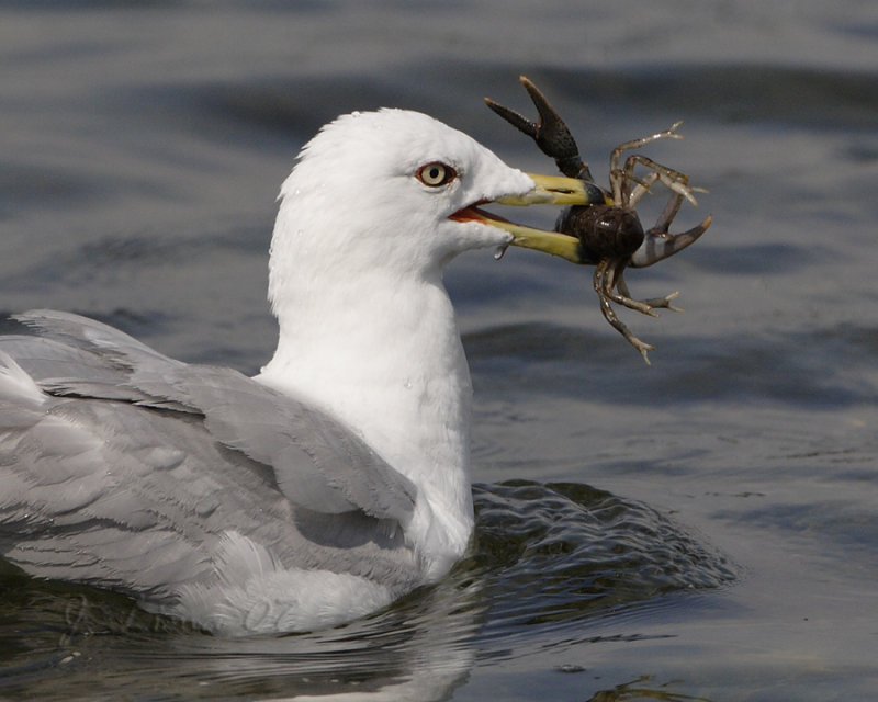Ring-billed Gull